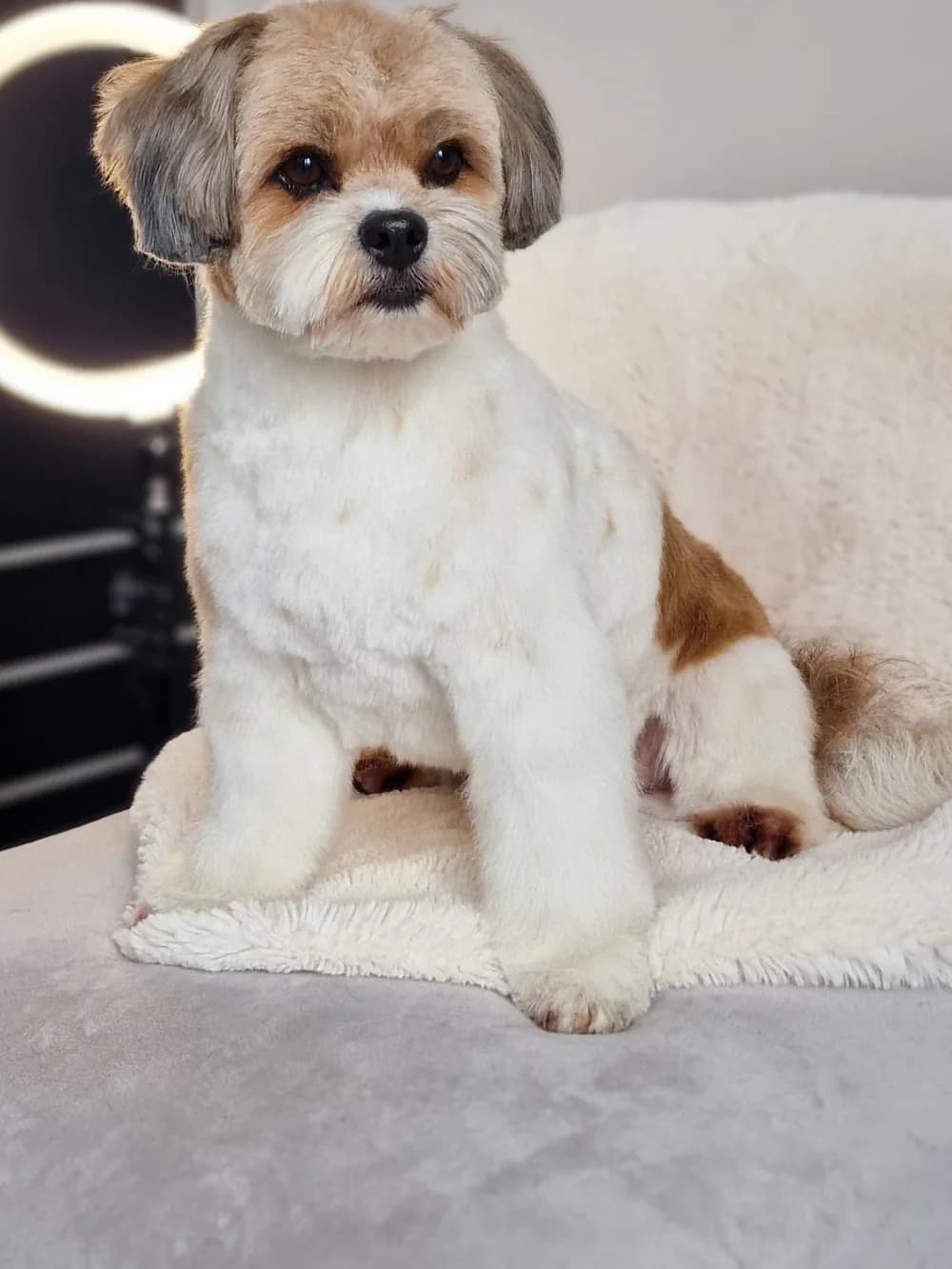 Shih tzu — po úpravě