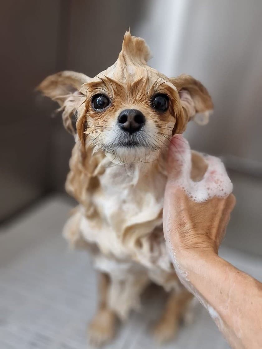 Pejsek při koupeli v salonu DogsWeAre